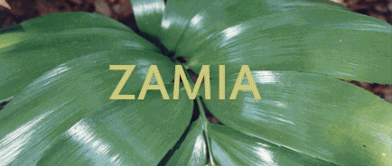 Zamia splendens leaf